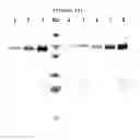 Fig. 16 - Binding inhibitor between TCTP dimer type IGE-dependent histamine releasing factor and receptor thereof, and use thereof