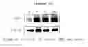 Fig. 44 - Binding inhibitor between TCTP dimer type IGE-dependent histamine releasing factor and receptor thereof, and use thereof