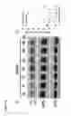 Fig. 09 - Compositions and methods for targeting of the surfactant protein A receptor