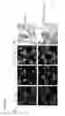 Fig. 11 - Compositions and methods for targeting of the surfactant protein A receptor