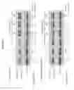 Fig. 19 - Compositions and methods for targeting of the surfactant protein A receptor