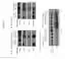 Fig. 22 - Compositions and methods for targeting of the surfactant protein A receptor