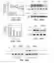 Fig. 30 - Anti-FGFR3 antibodies and methods using same