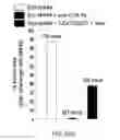 Fig. 64 - Compositions and methods for targeted immunomodulatory antibodies and fusion proteins