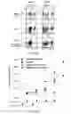 Fig. 71 - Compositions and methods for targeted immunomodulatory antibodies and fusion proteins