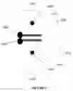 Fig. 24 - COMPOSITIONS OF ANTIBODY CONSTRUCT - AGONIST CONJUGATES AND METHODS OF USE THEREOF