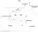 Fig. 02 - Method for inhibiting intracellular activated RAS using intact immunoglobulin-type antibody having cytosol-penetrating ability and use thereof