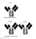 Fig. 10 - Process and methods for efficient manufacturing of highly pure asymmetric antibodies in mammalian cells
