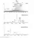 Fig. 13 - Process and methods for efficient manufacturing of highly pure asymmetric antibodies in mammalian cells