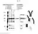 Fig. 24 - Process and methods for efficient manufacturing of highly pure asymmetric antibodies in mammalian cells