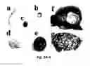 Fig. 04 - Reversible metallopolymer network