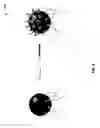 Fig. 07 - PHOTOISOMERIZING POLYMERS