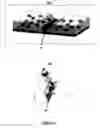Fig. 03 - Autonomic damage indication in coatings
