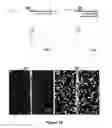 Fig. 17 - Autonomic damage indication in coatings