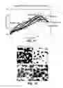 Fig. 08 - Abrasive article including shaped abrasive particles