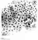 Fig. 04 - Composition