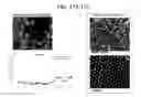 Fig. 19 - DEVICES FOR SIMULATING A FUNCTION OF A LIVER TISSUE AND METHODS OF USE AND MANUFACTURING THEREOF
