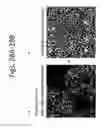 Fig. 31 - DEVICES FOR SIMULATING A FUNCTION OF A LIVER TISSUE AND METHODS OF USE AND MANUFACTURING THEREOF