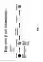 Fig. 02 - Definitive endoderm