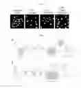 Fig. 03 - Kits for neural conversion of human embryonic stem cells