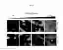 Fig. 06 - Kits for neural conversion of human embryonic stem cells