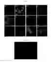 Fig. 07 - Kits for neural conversion of human embryonic stem cells
