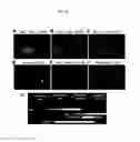 Fig. 15 - Kits for neural conversion of human embryonic stem cells