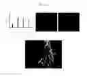 Fig. 35 - Kits for neural conversion of human embryonic stem cells