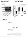 Fig. 04 - Generation of neural stem cells from human trophoblast stem cells