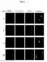 Fig. 09 - Generation of neural stem cells from human trophoblast stem cells