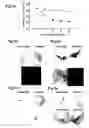 Fig. 10 - Generation of neural stem cells from human trophoblast stem cells