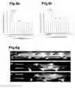 Fig. 12 - Generation of neural stem cells from human trophoblast stem cells