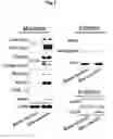 Fig. 13 - Generation of neural stem cells from human trophoblast stem cells