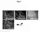 Fig. 15 - Generation of neural stem cells from human trophoblast stem cells