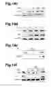 Fig. 21 - Generation of neural stem cells from human trophoblast stem cells