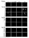 Fig. 22 - Generation of neural stem cells from human trophoblast stem cells