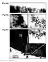 Fig. 23 - Generation of neural stem cells from human trophoblast stem cells