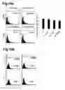 Fig. 27 - Generation of neural stem cells from human trophoblast stem cells