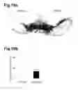 Fig. 28 - Generation of neural stem cells from human trophoblast stem cells