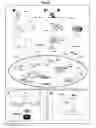Fig. 36 - Generation of neural stem cells from human trophoblast stem cells