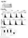 Fig. 37 - Generation of neural stem cells from human trophoblast stem cells