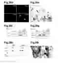 Fig. 41 - Generation of neural stem cells from human trophoblast stem cells
