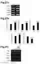 Fig. 42 - Generation of neural stem cells from human trophoblast stem cells