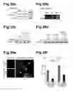 Fig. 46 - Generation of neural stem cells from human trophoblast stem cells