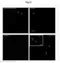 Fig. 47 - Generation of neural stem cells from human trophoblast stem cells