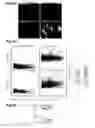 Fig. 49 - Generation of neural stem cells from human trophoblast stem cells