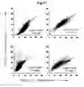 Fig. 50 - Generation of neural stem cells from human trophoblast stem cells