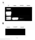 Fig. 03 - Method For Introducing Exogenous Mitochondria Into A Mammalian Cell