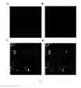Fig. 04 - Method For Introducing Exogenous Mitochondria Into A Mammalian Cell