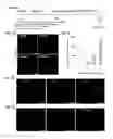 Fig. 11 - Reprogramming of cells to a new fate